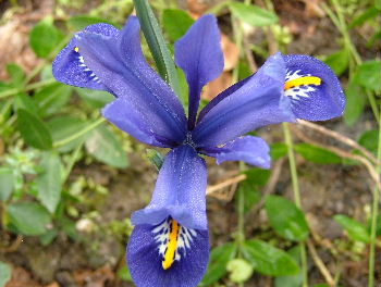 Iris reticulata 'Harmony'Gegroefde lis bestellen